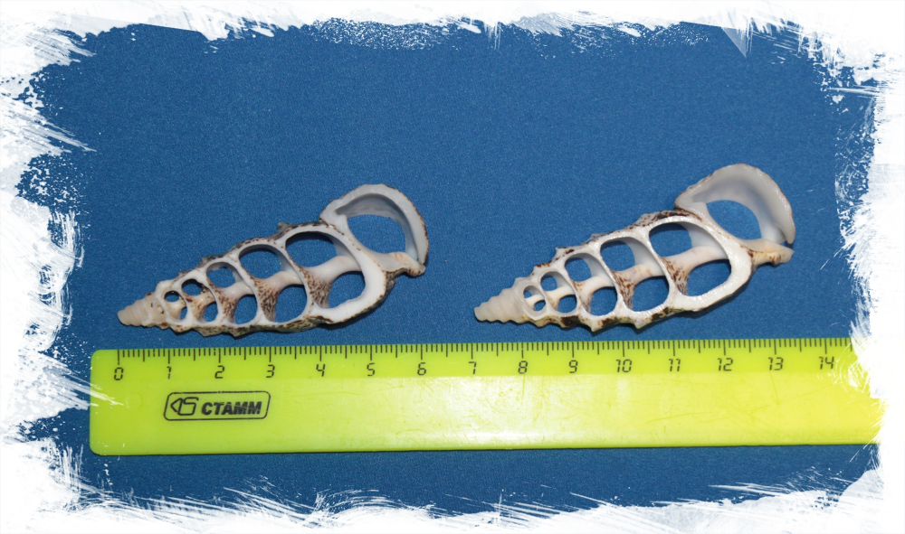 Срез Церитиума