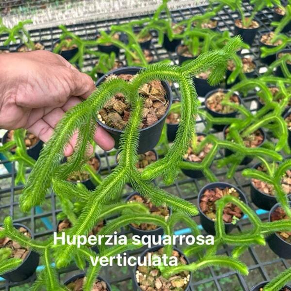 Хуперция H.SQUARROSA VERTICULATA 4" (P167)
