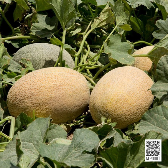 Тагбо F1 семена дыни (Rijk Zwaan / Райк Цваан) в поле – фото 3