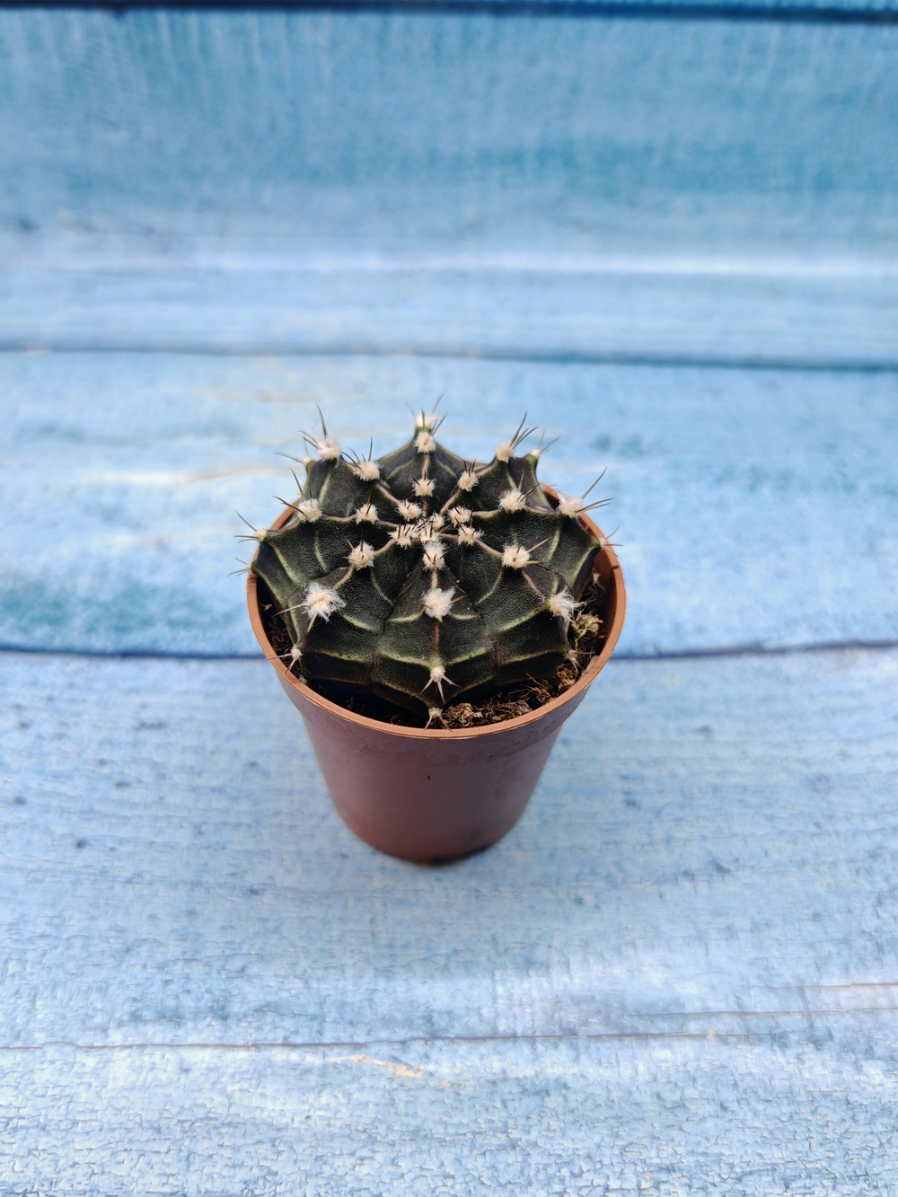Gymnocalycium Friedrichii (Гимнокалициум)