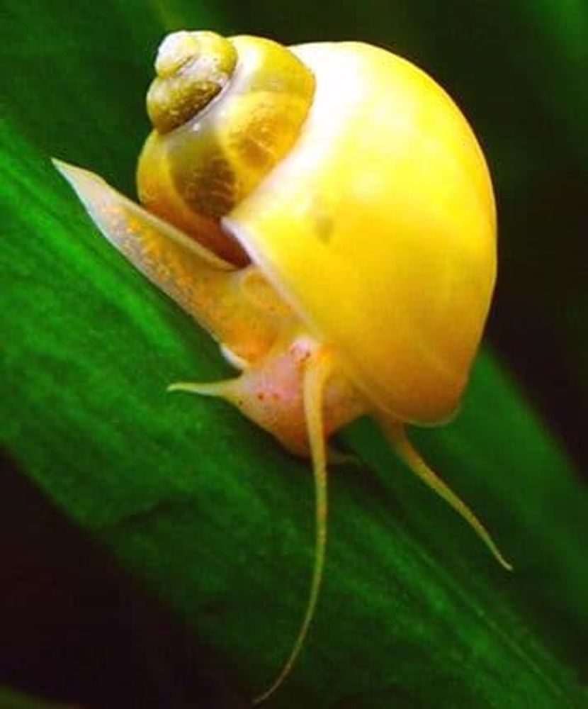 Ампулярия (улитка) (код 22) (Ampullaria) Ампулярия (улитка) (код 22) (Ampullaria)