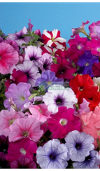 Петуния CELEBRITY REGULAR MIX (Драже)