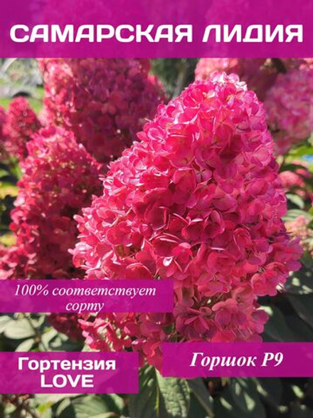 Самарская Лидия гортензия метельчатая