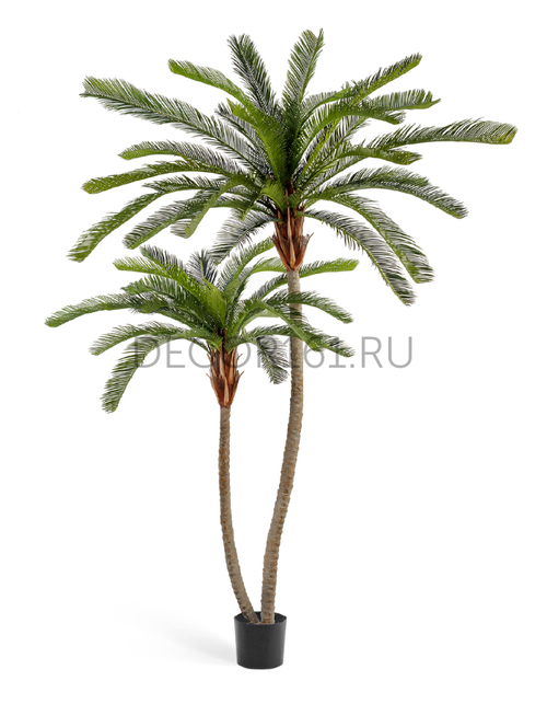Пальма Цикас двухствольная (сборная) в-230/250 см 1/1 10.33308N