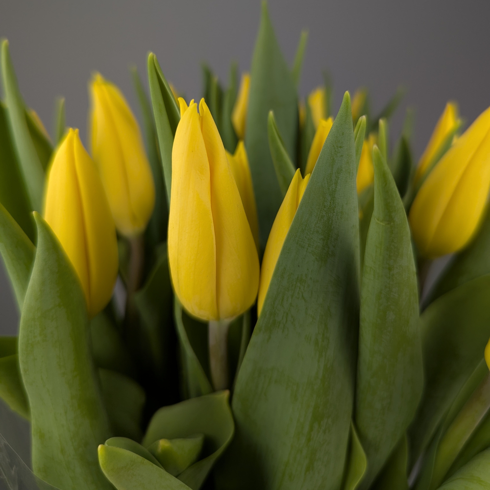 Пачка Жёлтых Тюльпанов (25 шт.)