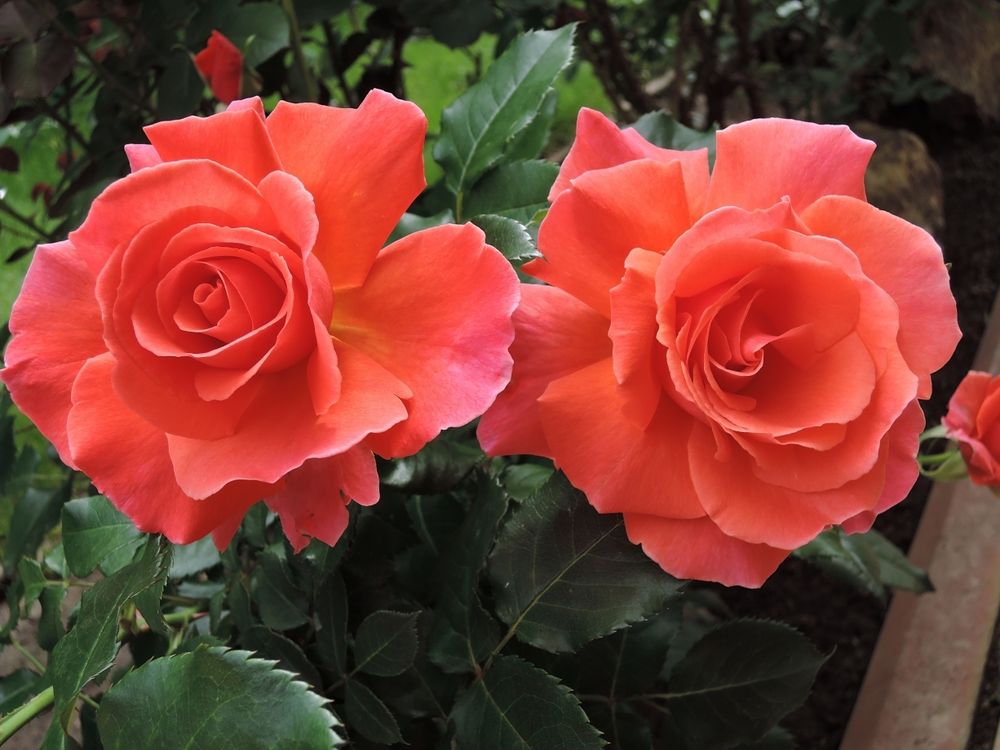 Ай Эм Макмилан (I Am Macmillan)