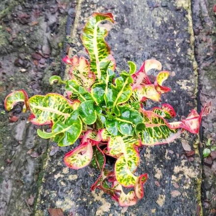 Кротон MAHA CHANACHAI