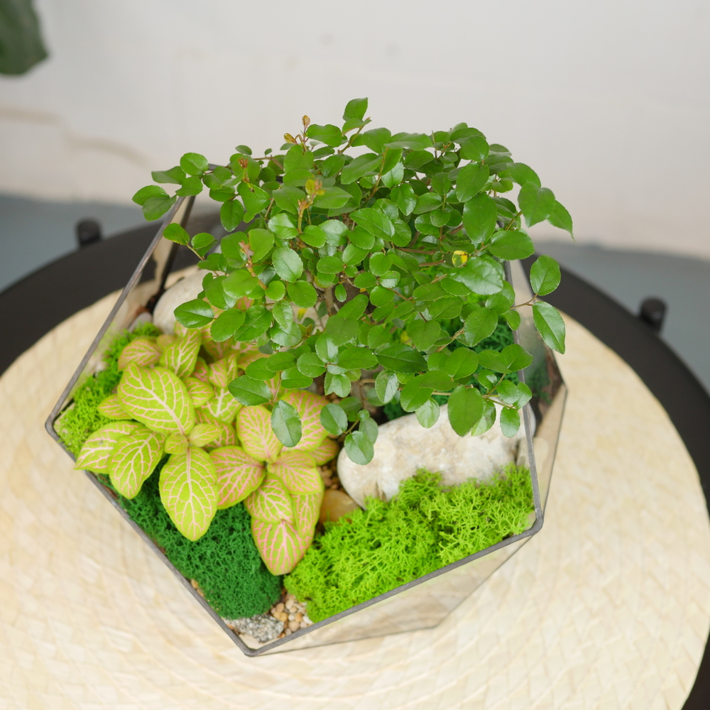 Готовый флорариум бонсай Сагереция Икос