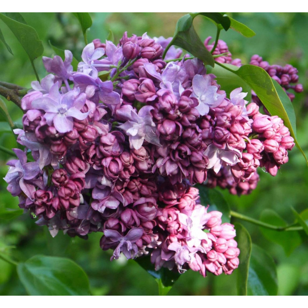 Сирень Маршал Бирюзов