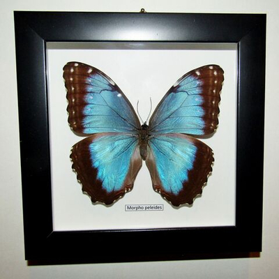 Бабочка Morpho peleides самка в рамке