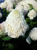 Гортензия метельчатая Геркулес