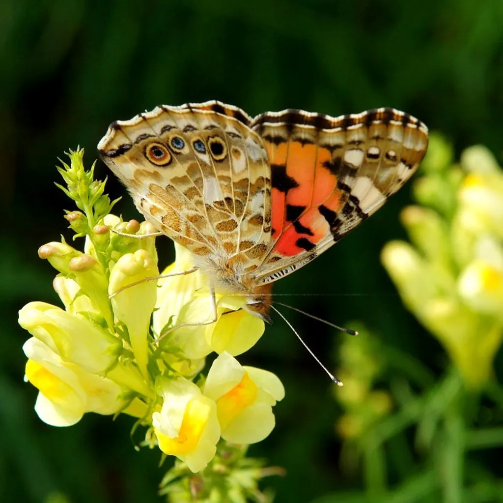 Льнянка обыкновенная
