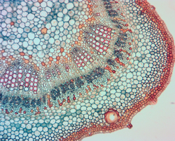 Видеоокуляр ToupCam UCMOS14000KPA