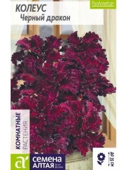 Семена колеуса Чёрный дракон. Яркие бархатистые листья