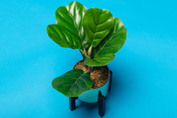 E-IMAGE SBP10 Background paper (2.72*10M) 06 Nassau Фон бумажный, голубой