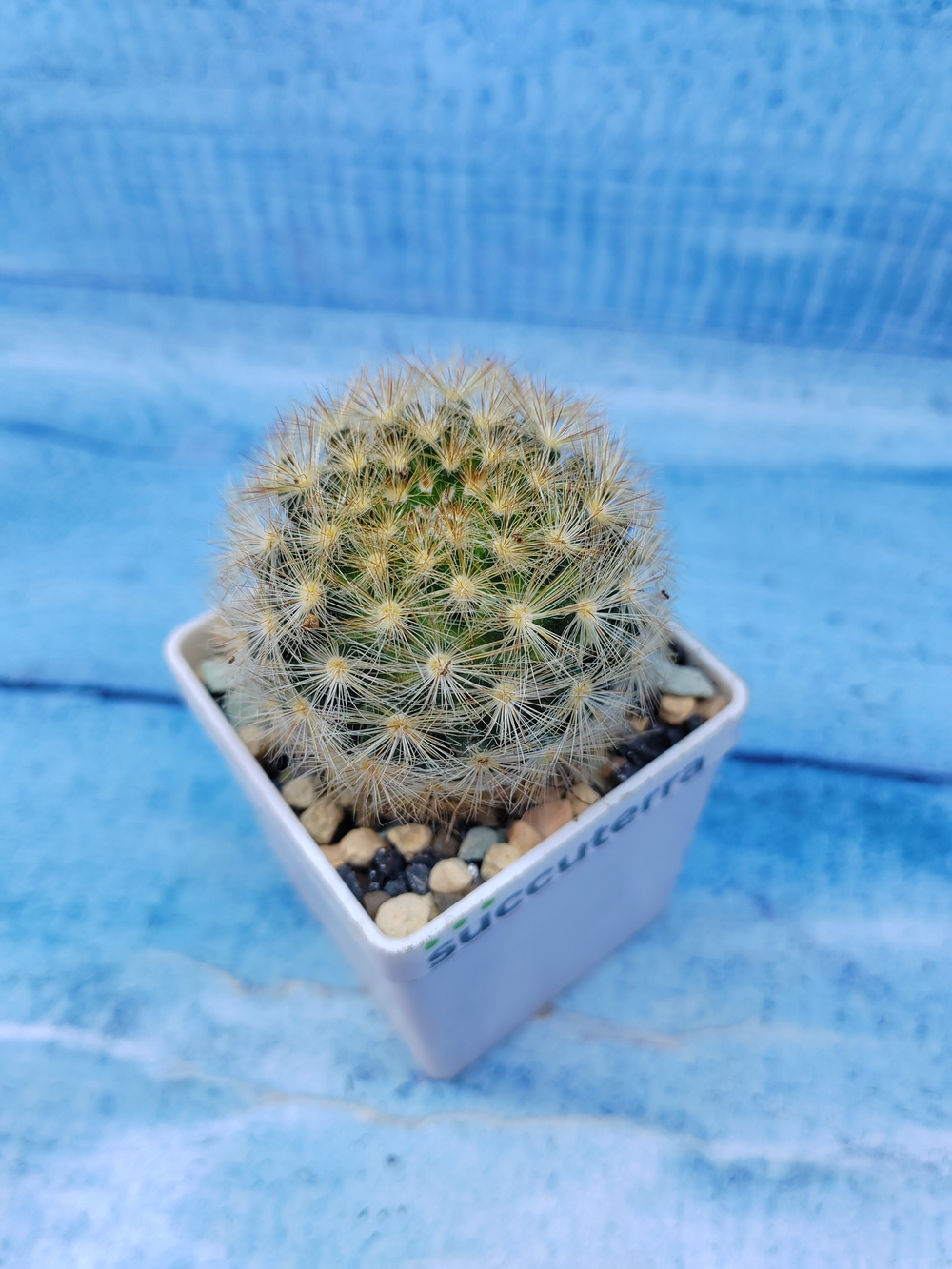 Mammillaria Carmenae (Маммилярия)
