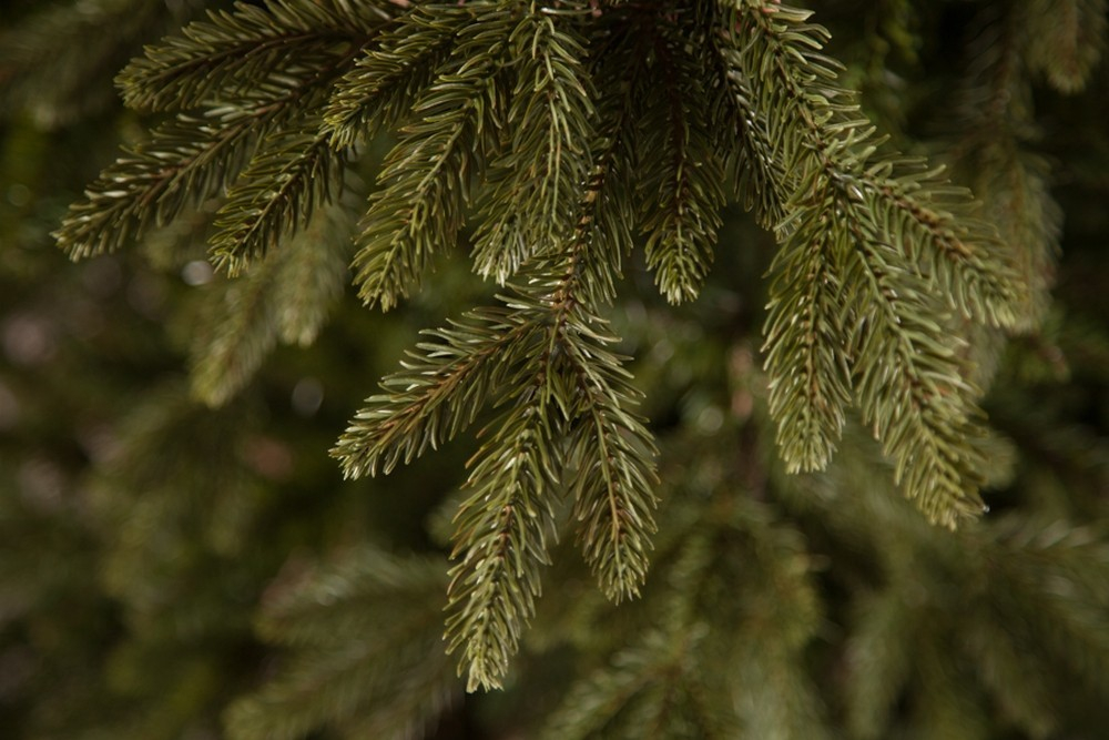 Ель 185см Black Box Ирландская зеленая