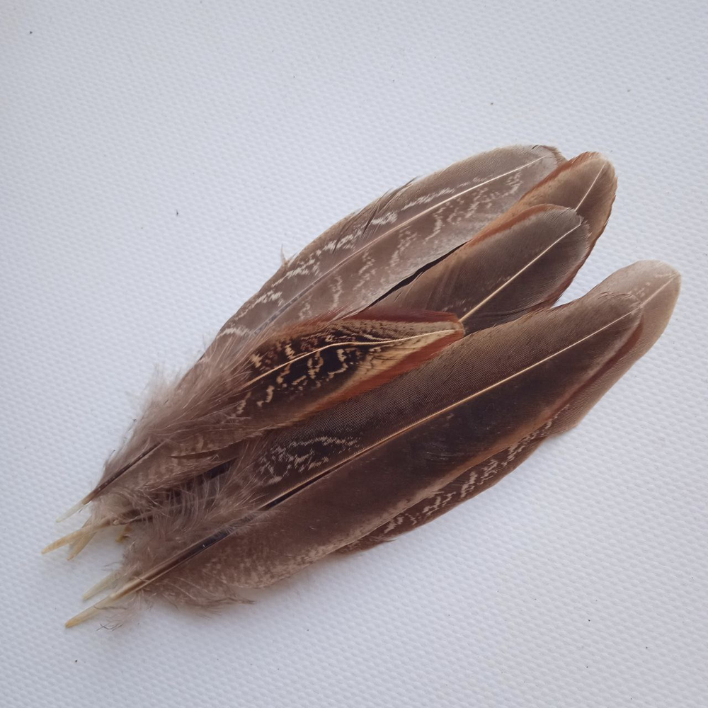 Перья фазана домашнего натуральные 10шт.