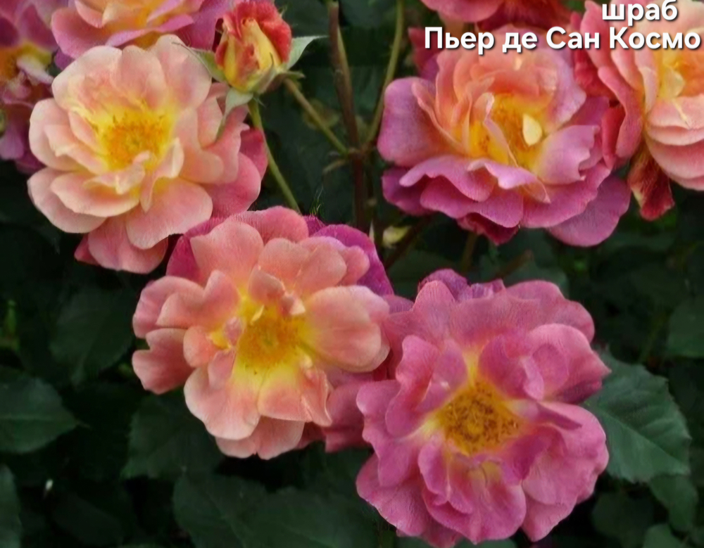 Саженцы роз шраб ПЬЕР ДЕ САН КОСМОС