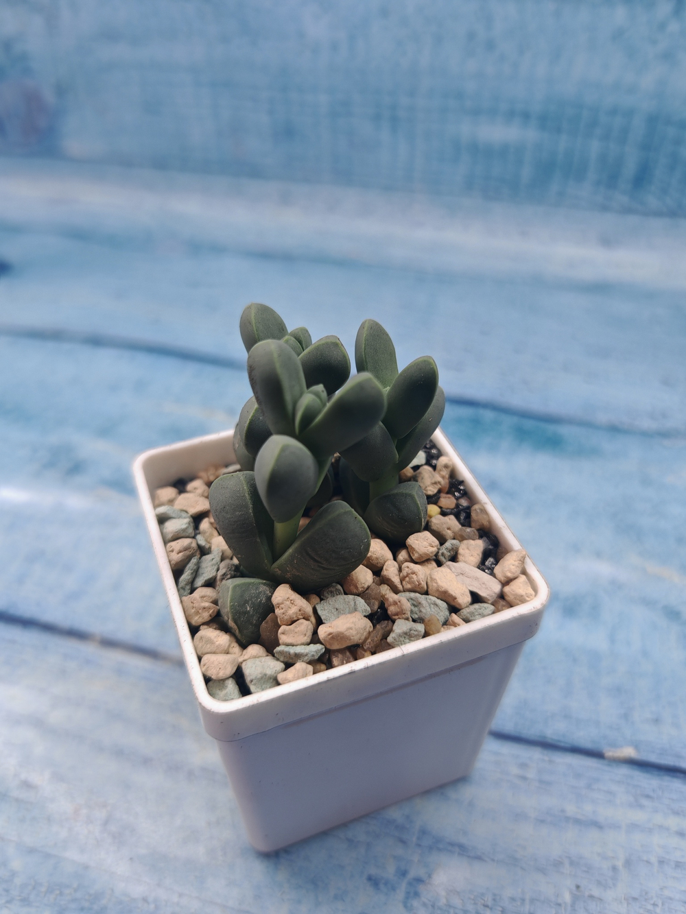 Сorpuscularia Lehmannii (Корпускулярия)