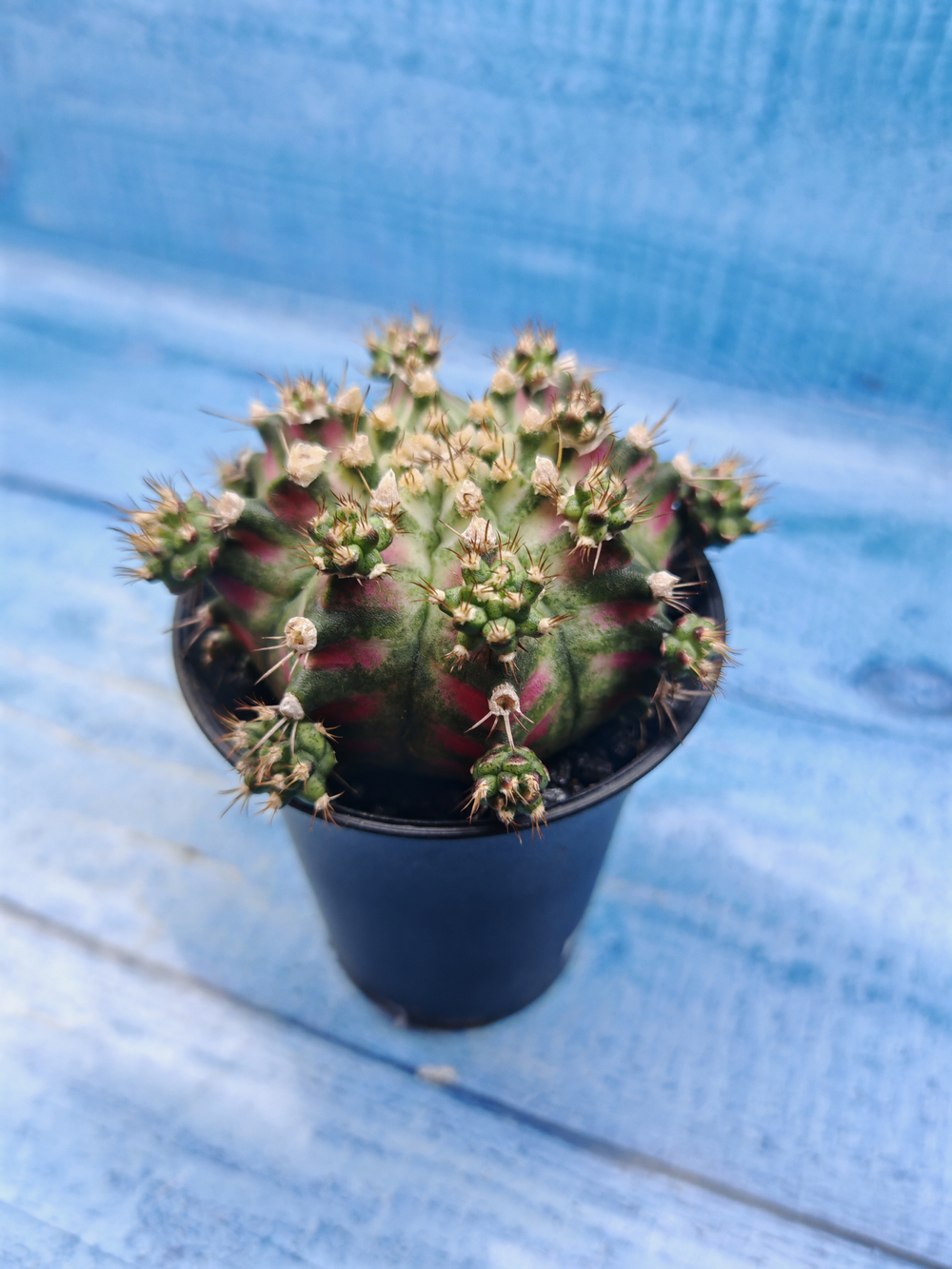 Gymnocalycium T-Rex Pink hybride (Гимнокалициум T-rex)