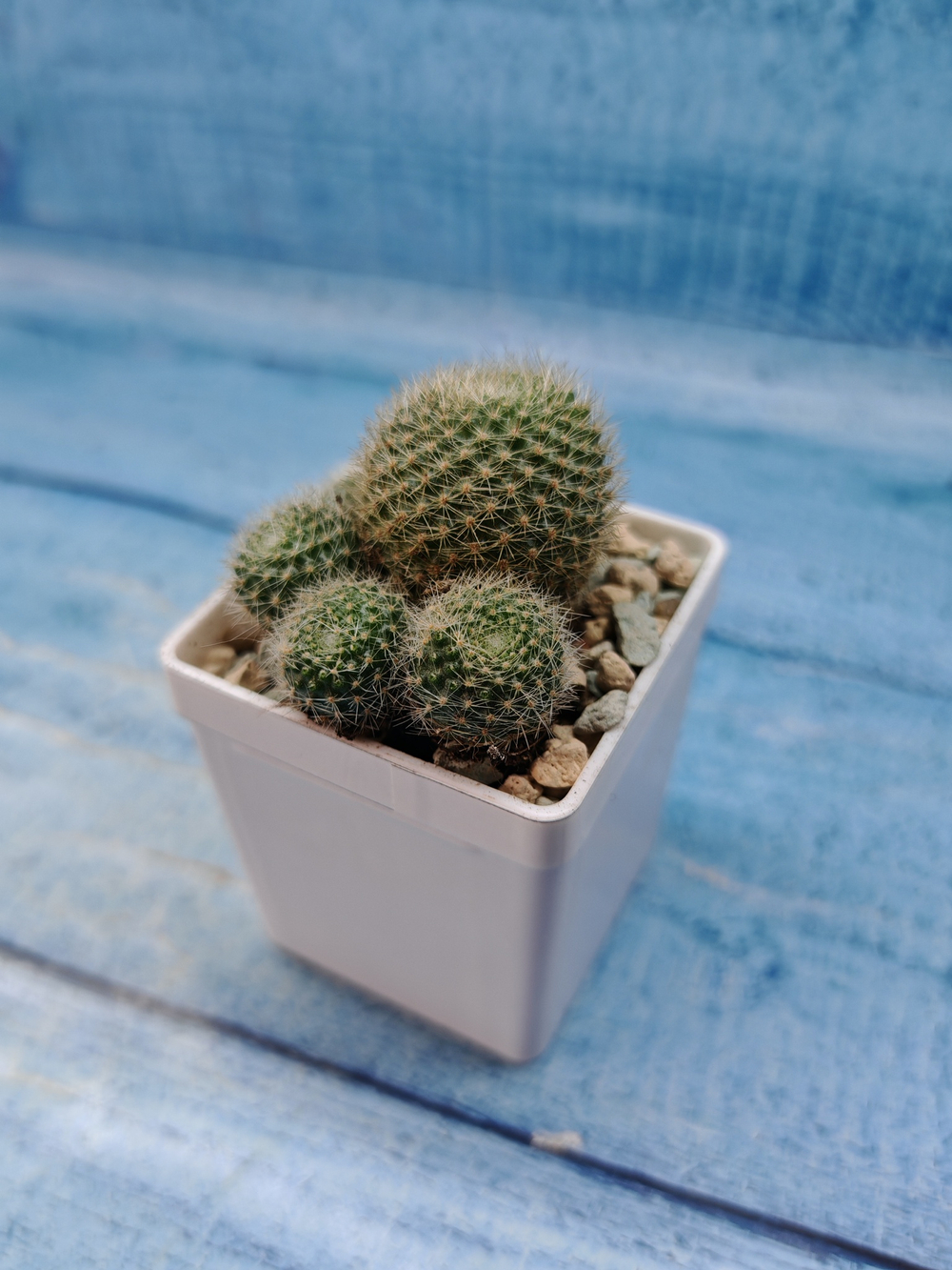 Rebutia Vulpina (Ребуция)