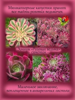 Эониум Розовая ведьма Пинк Витч