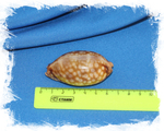 Ципрея зебра (Cypraea zebra) 6,3 см.