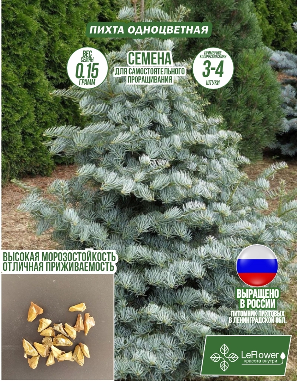 Семена, Пихта Одноцветная , 0,15 грамм