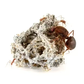 🔥 Жаркое поступление из Мексики! 🔥