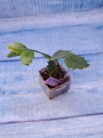 Schlumbergera cv. Thor Vita (Шлюмбергера)