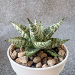 Сансевиерия ZEBRA