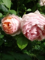 Роза флорибунда Питер Пауль Рубенс