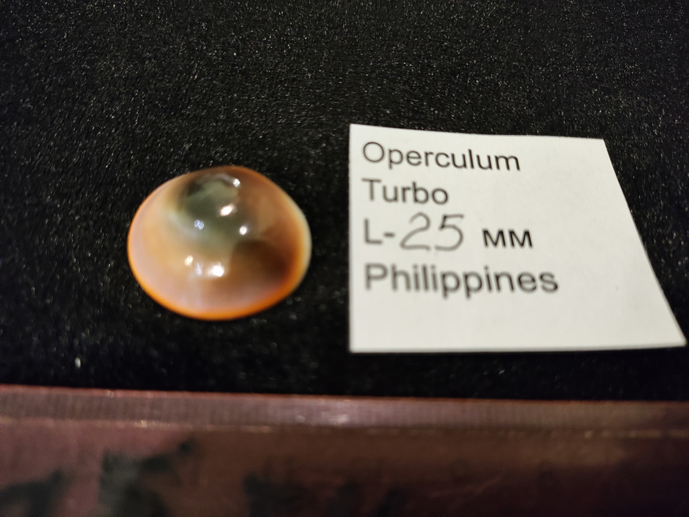 Оперкулум Турбо 23-28мм