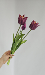 Тюльпаны лилиецветные / Арт 2527