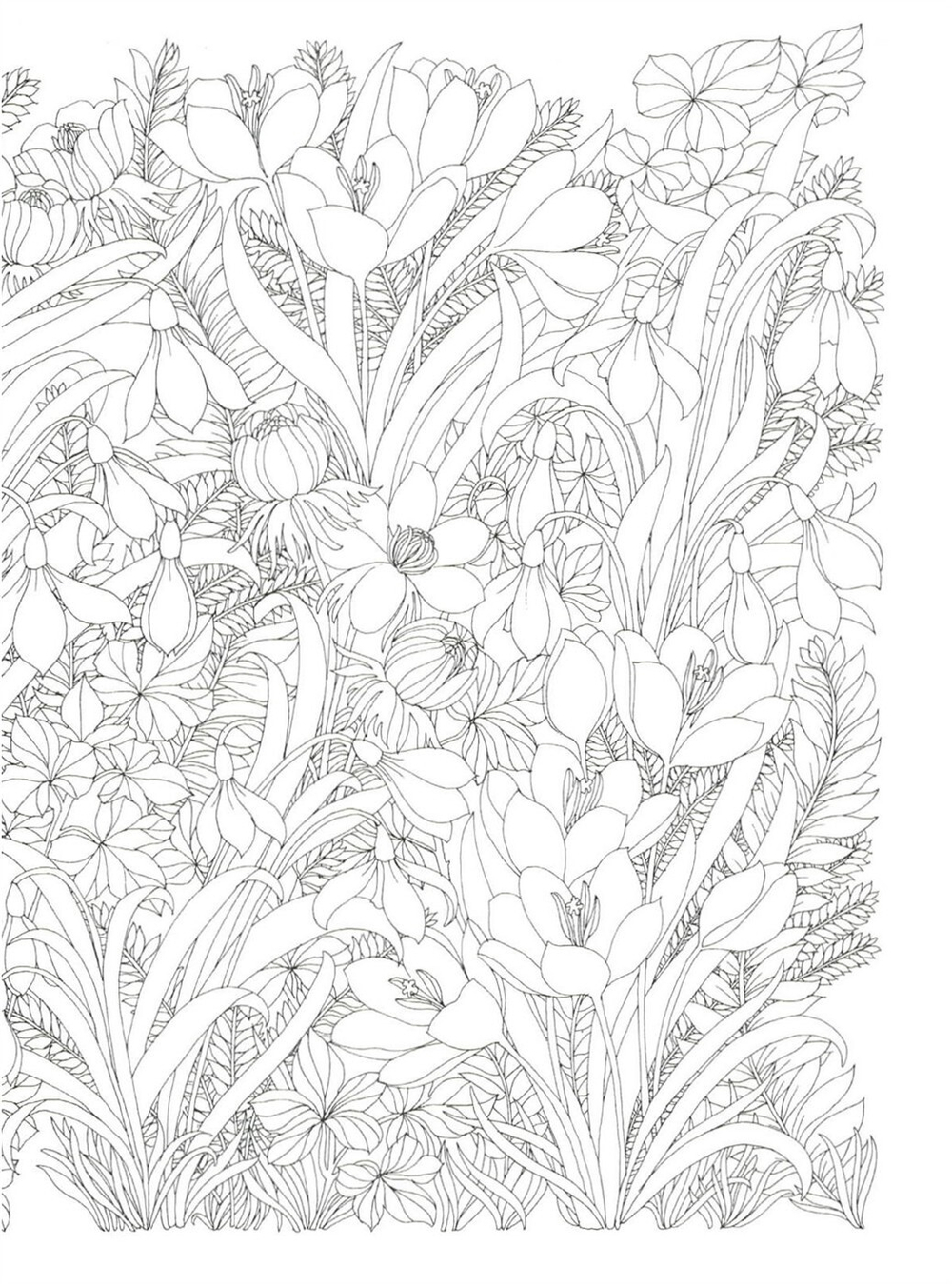 The flower year. Coloring Book (Korea)
