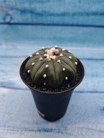 Astrophytum Asterias (Астрофитум)