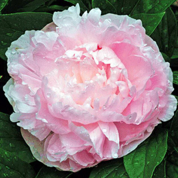 Пион Леди Орхид