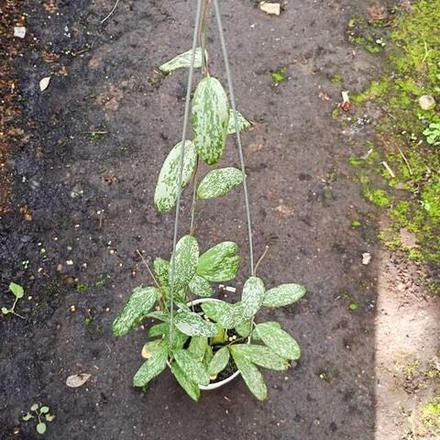 Хойя SIGILLATIS SPLASH