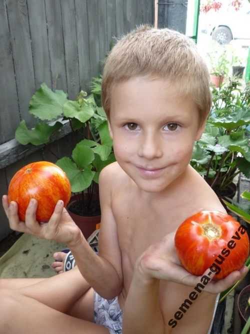 Помидоры Aviuri — Яблочный окрас