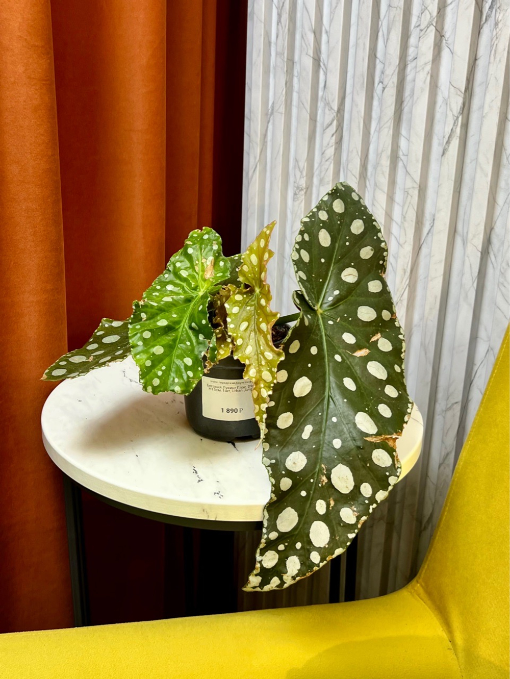 Бегония Макулата Эннан Грейс, D12см Н30см, 1шт, Urban Jungle