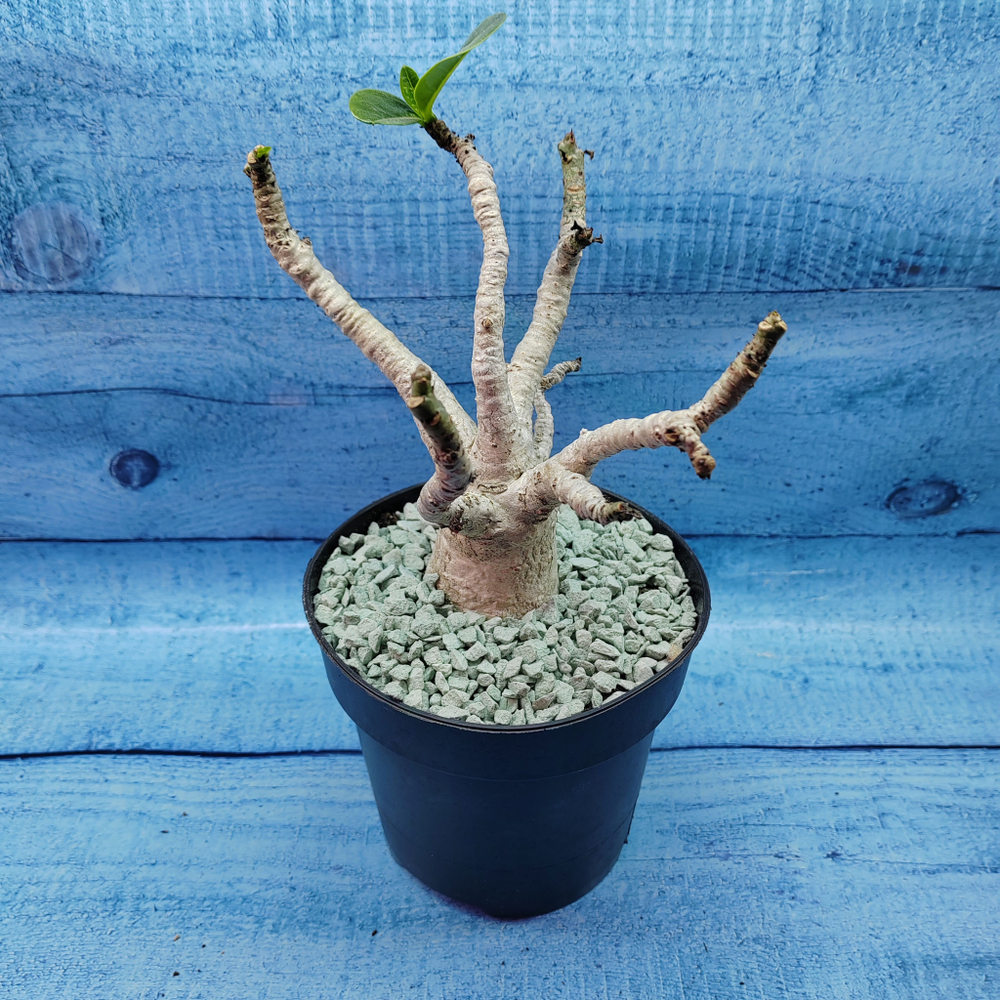 Adenium Baobab (Адениум)