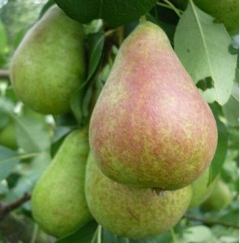 Груша Аллегро