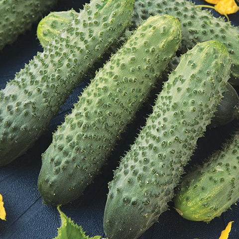 Огурец Тонус