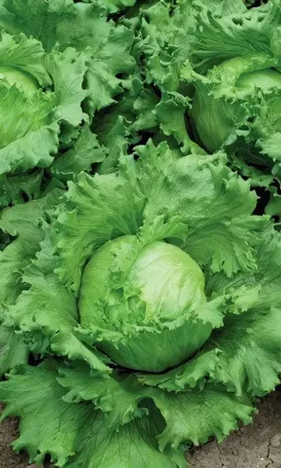 Семена Салат Губернатор 0,25гр (УД) Е/П