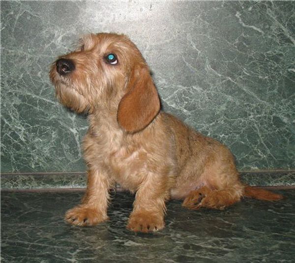 Такса карликовая жесткошерстная Такса карликовая жесткошерстная