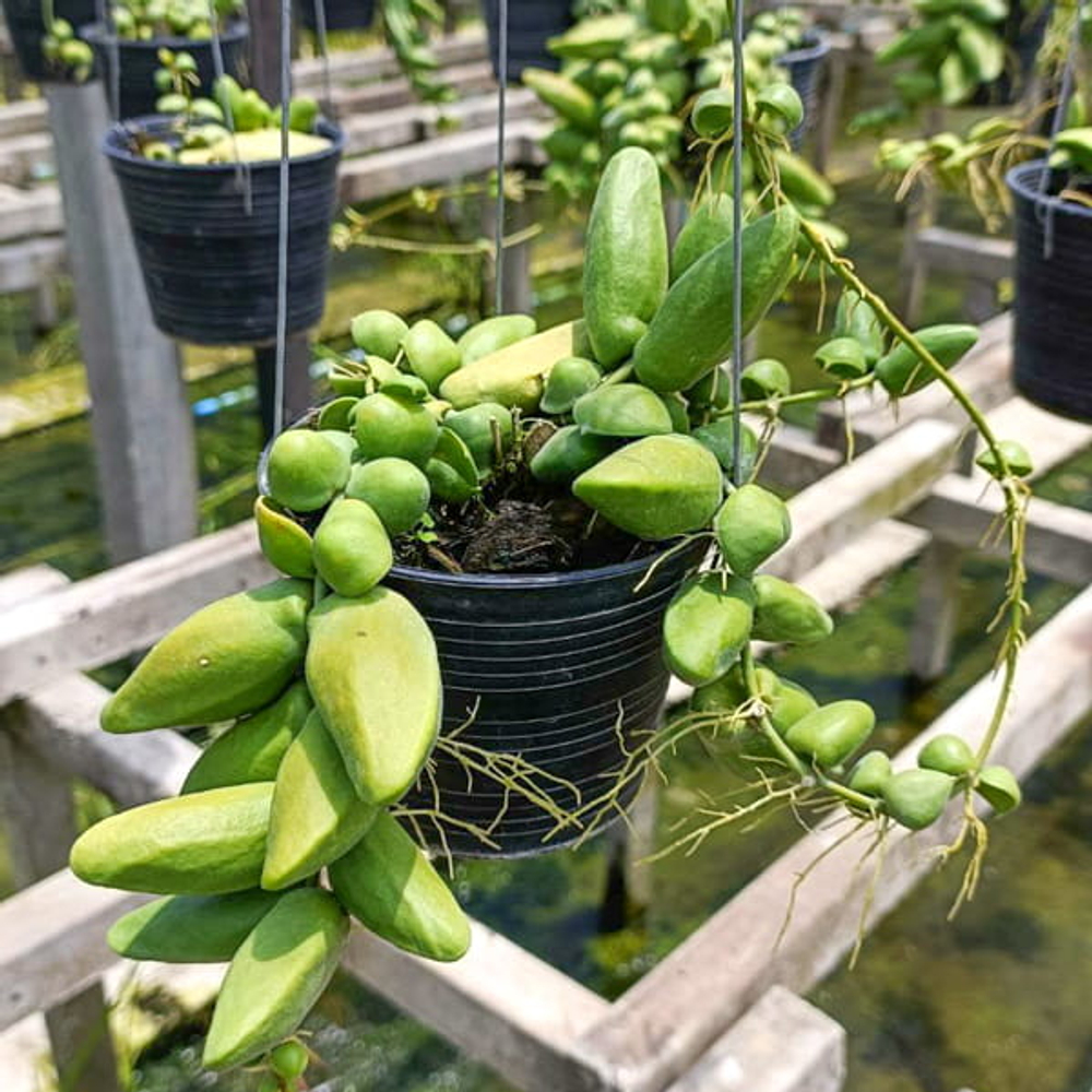 Дисхидия MAJOR