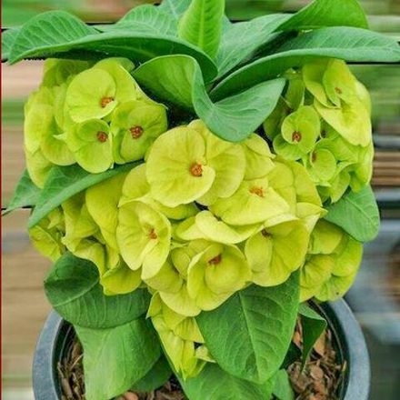 Эуфорбия Миля YOK PADREW