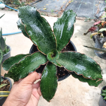 Сансевиерия WATERMARK