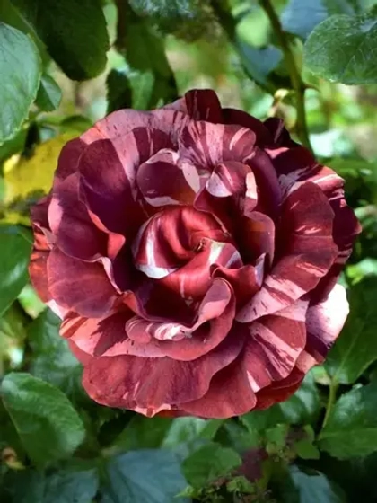 Роза плетистая Брауни